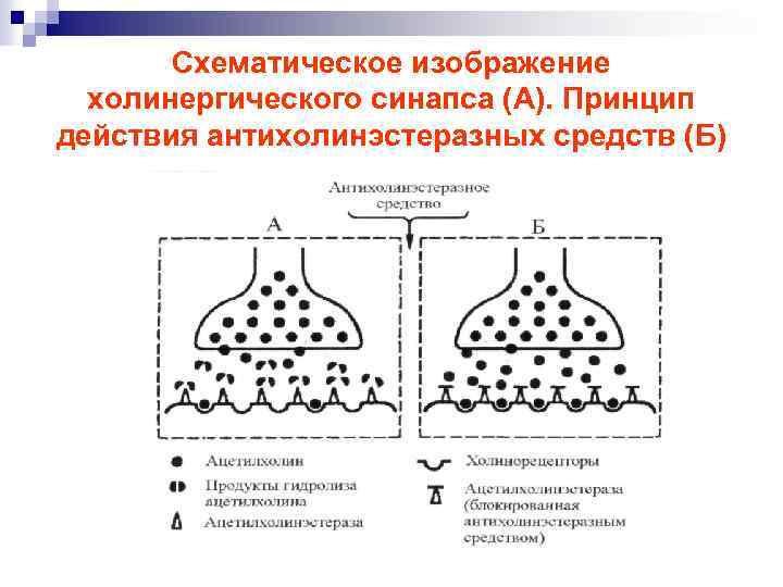 Схематическое изображение холинергического синапса (А). Принцип действия антихолинэстеразных средств (Б) 