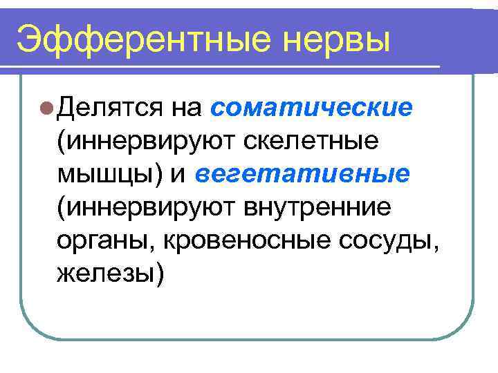 Эфферентные нервы l Делятся на соматические (иннервируют скелетные мышцы) и вегетативные (иннервируют внутренние органы,