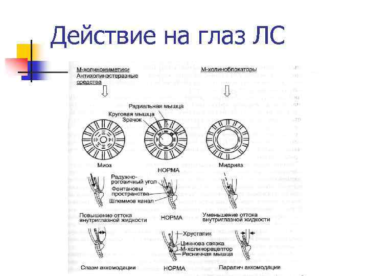 Действие на глаз ЛС 