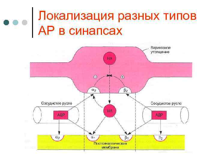 Локализация разных типов АР в синапсах 