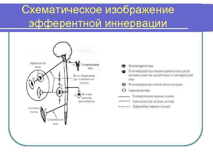 Схематическое изображение эфферентной иннервации 