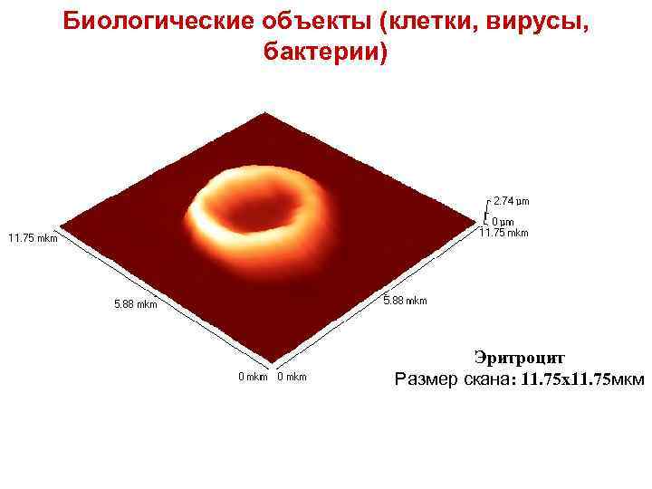 Биологические объекты (клетки, вирусы, бактерии) Эритроцит Размер скана: 11. 75 x 11. 75 мкм