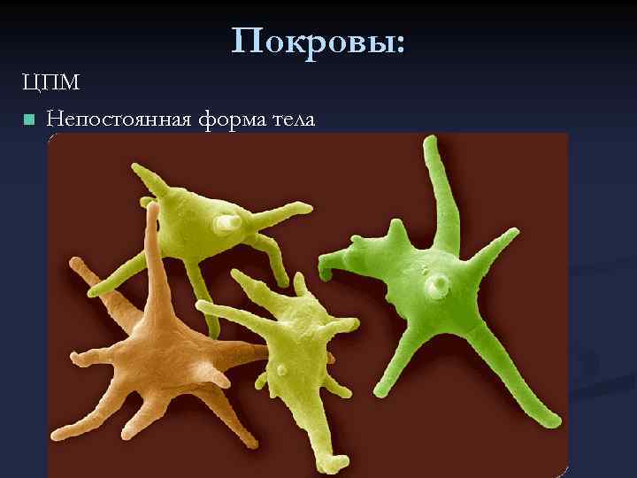 Покровы: ЦПМ n Непостоянная форма тела 