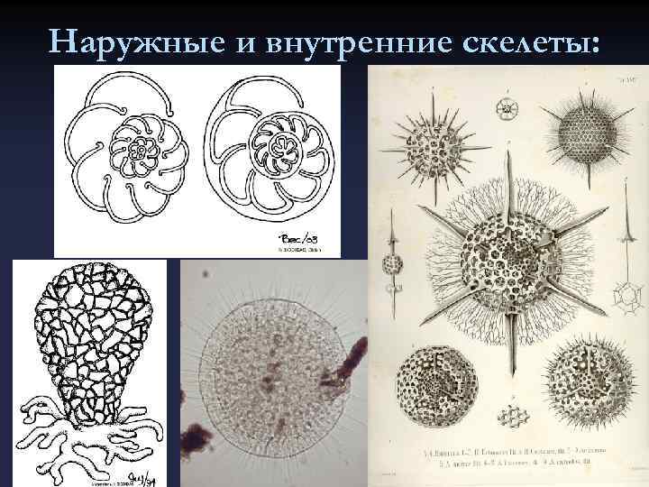 Наружные и внутренние скелеты: 