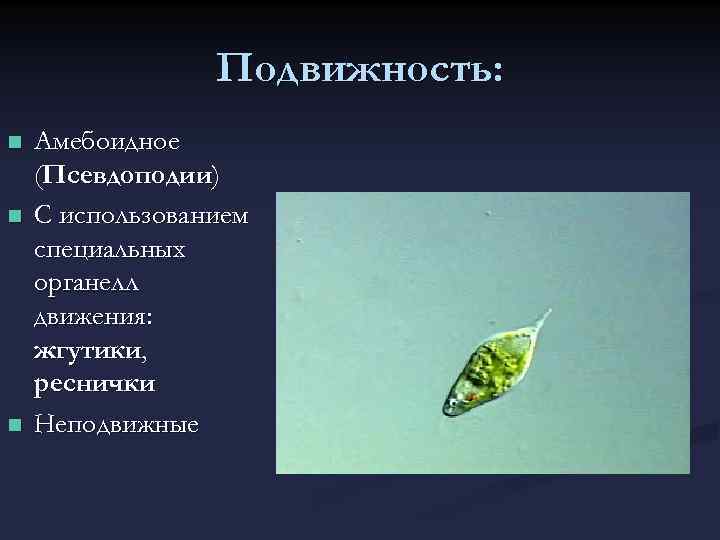 Подвижность: n n n Амебоидное (Псевдоподии) С использованием специальных органелл движения: жгутики, реснички Неподвижные