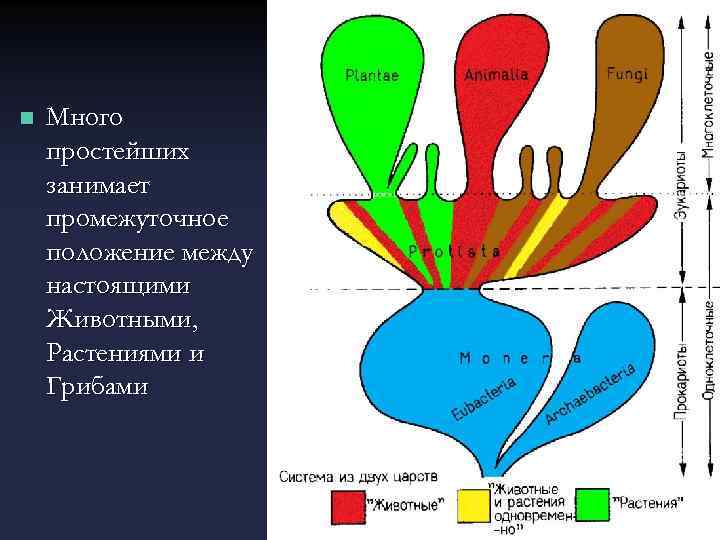 n Много простейших занимает промежуточное положение между настоящими Животными, Растениями и Грибами 