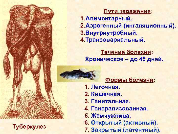 Пути заражения: 1. Алиментарный. 2. Аэрогенный (ингаляционный). 3. Внутриутробный. 4. Трансовариальный. Течение болезни: Хроническое