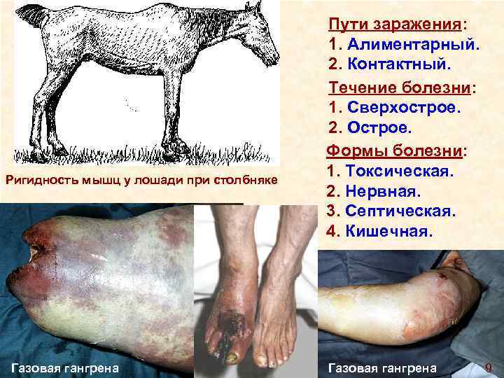 Ригидность мышц у лошади при столбняке Газовая гангрена Пути заражения: 1. Алиментарный. 2. Контактный.
