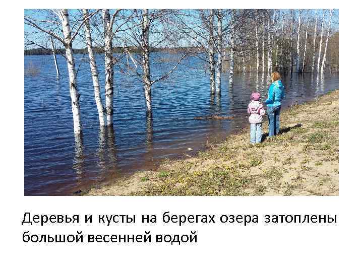 Деревья и кусты на берегах озера затоплены большой весенней водой 