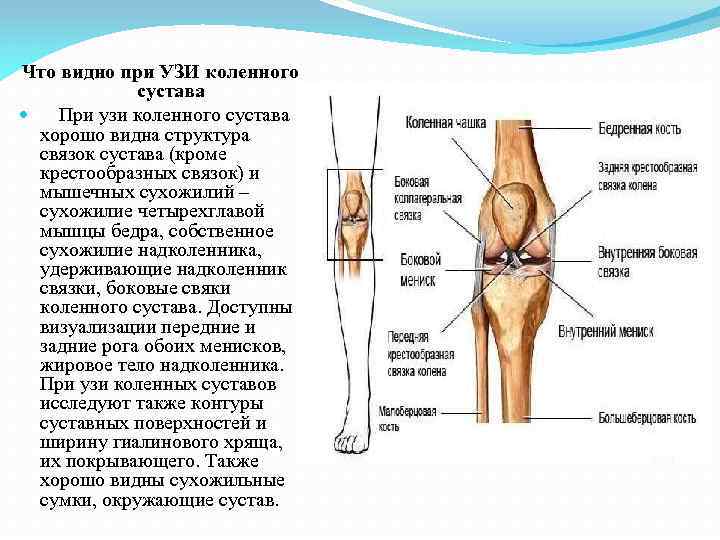 Что видно при УЗИ коленного сустава При узи коленного сустава хорошо видна структура связок