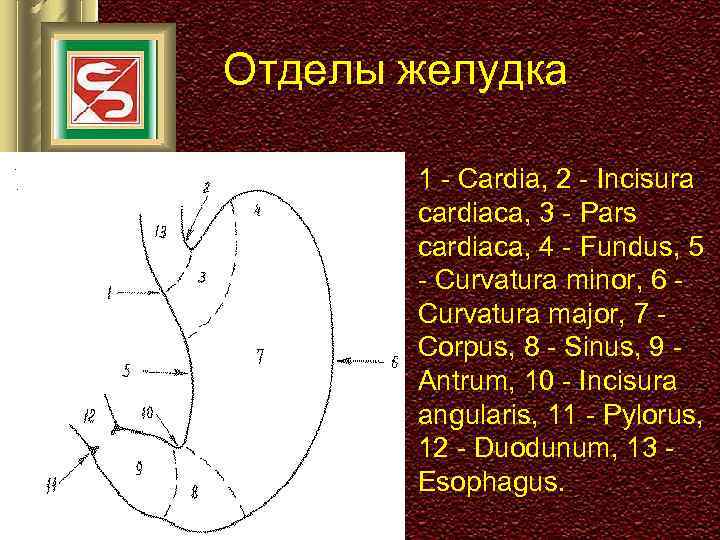 Отделы желудка 1 - Cardia, 2 - Incisura cardiaca, 3 - Pars cardiaca, 4
