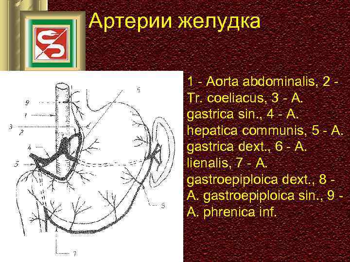 Артерии желудка 1 - Aorta abdominalis, 2 Tr. coeliacus, 3 - A. gastrica sin.
