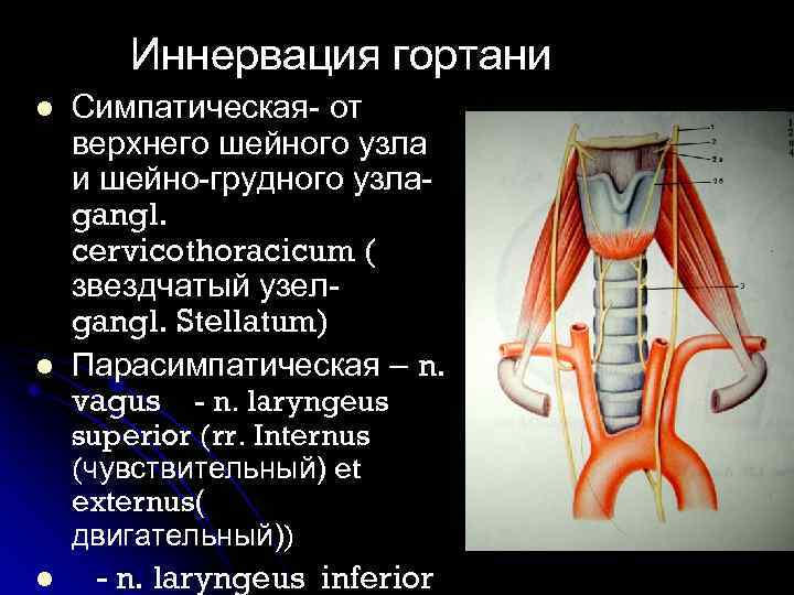 Иннервация гортани l l Симпатическая- от верхнего шейного узла и шейно-грудного узла- gangl. cervicothoracicum