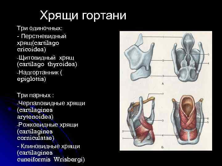 Щитовидный хрящ гортани фото