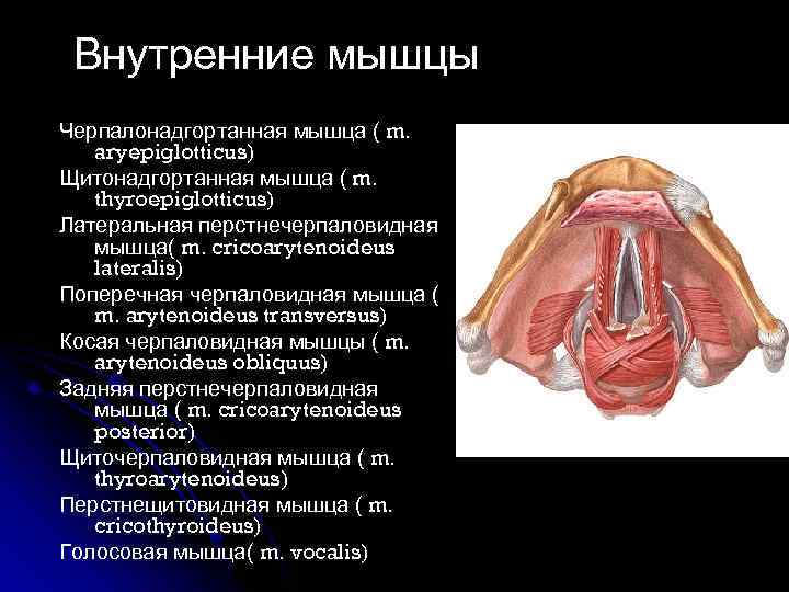 Картинка гортани с подписями