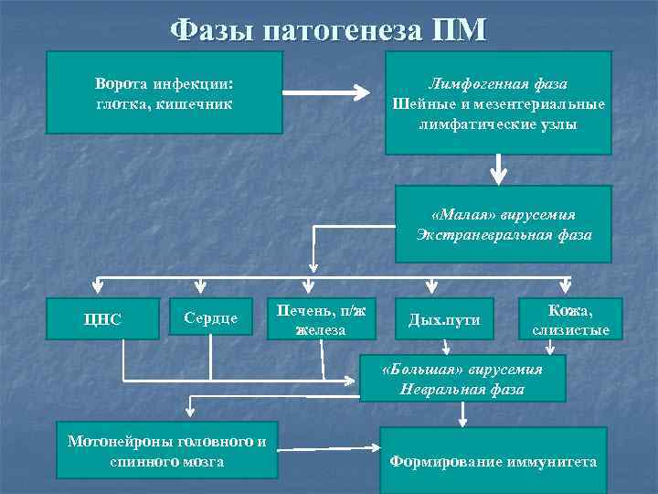Фазы патогенеза ПМ Ворота инфекции: глотка, кишечник Лимфогенная фаза Шейные и мезентериальные лимфатические узлы