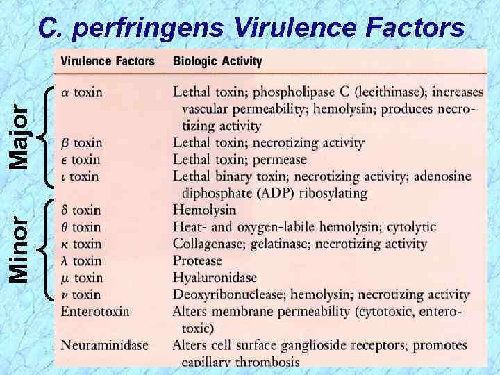 Minor Major C. perfringens Virulence Factors 