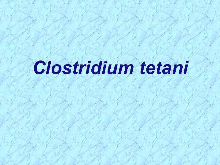 Clostridium tetani 