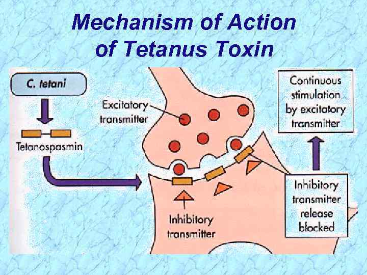 Mechanism of Action of Tetanus Toxin 