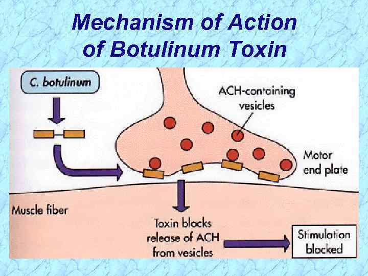 Mechanism of Action of Botulinum Toxin 