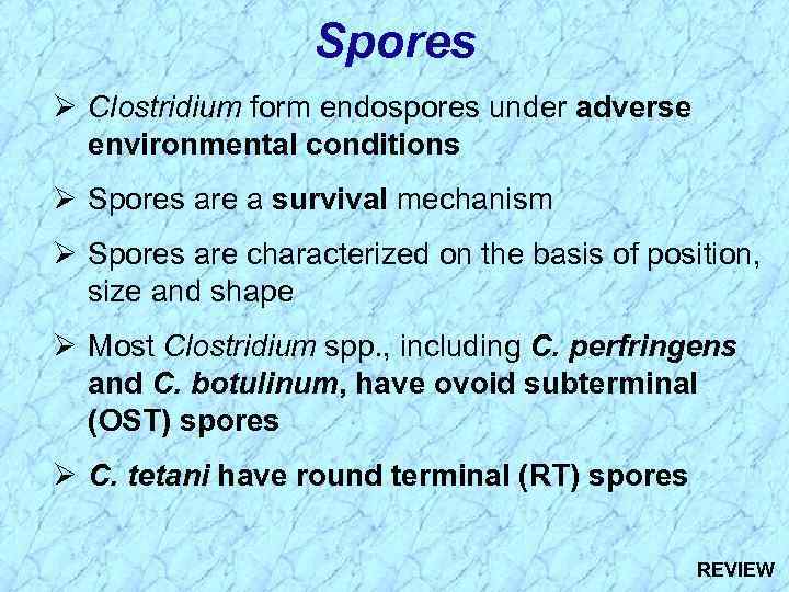 Spores Ø Clostridium form endospores under adverse environmental conditions Ø Spores are a survival