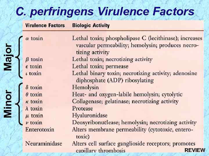 Minor Major C. perfringens Virulence Factors REVIEW 