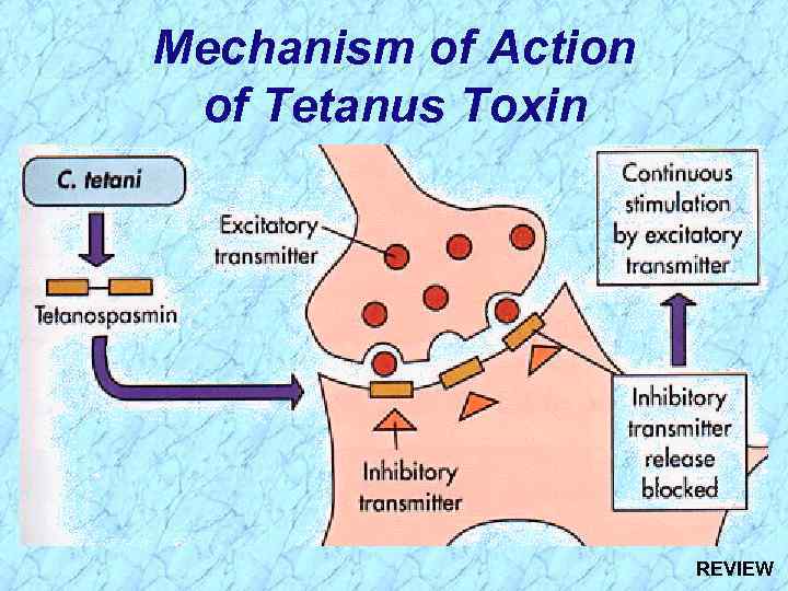 Mechanism of Action of Tetanus Toxin REVIEW 