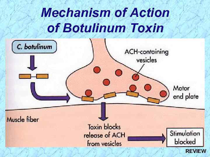 Mechanism of Action of Botulinum Toxin REVIEW 