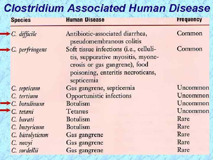 Clostridium Associated Human Disease 