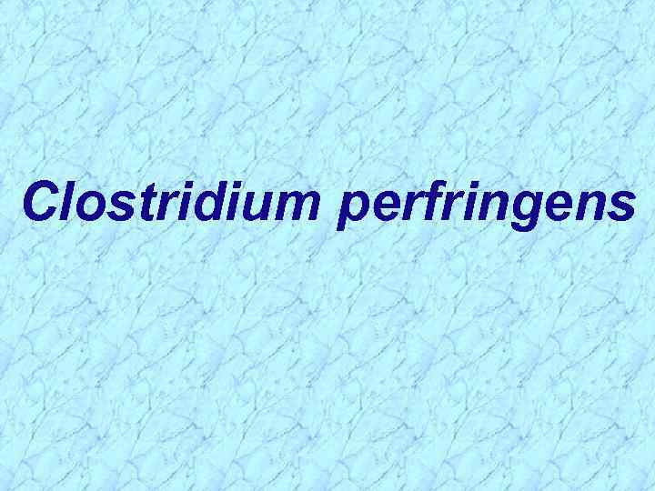 Clostridium perfringens 