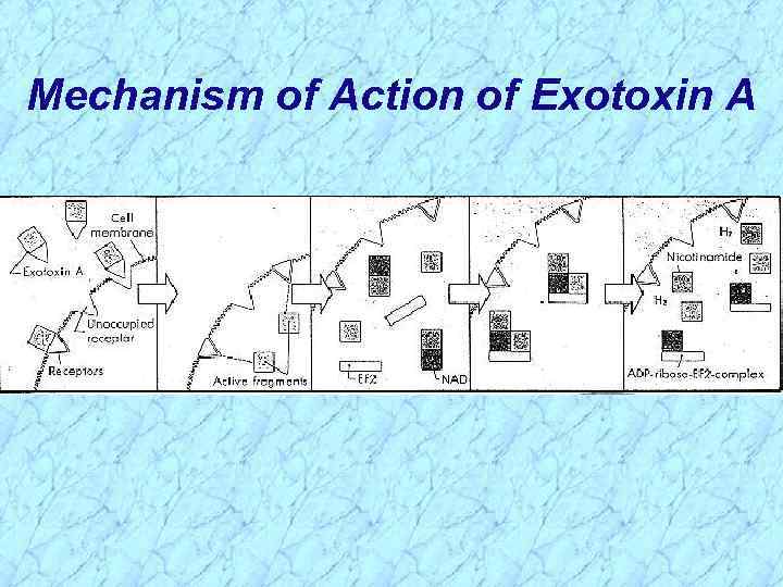 Mechanism of Action of Exotoxin A 