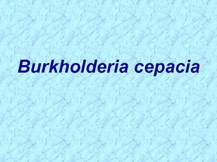 Burkholderia cepacia 