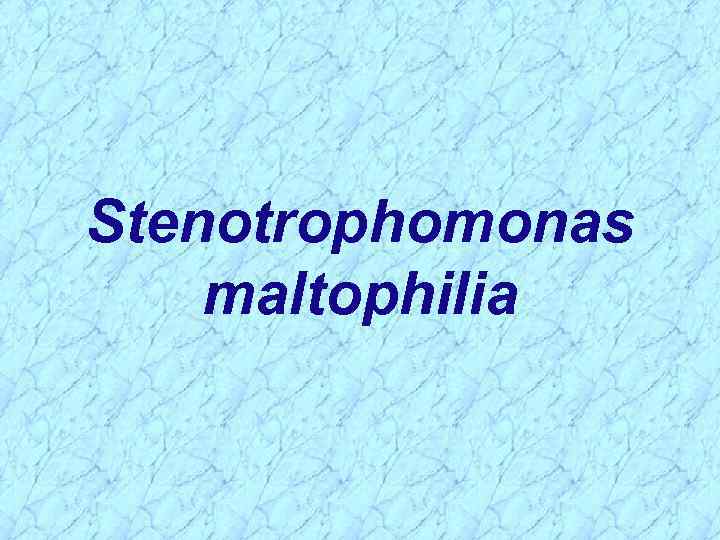 Stenotrophomonas maltophilia 