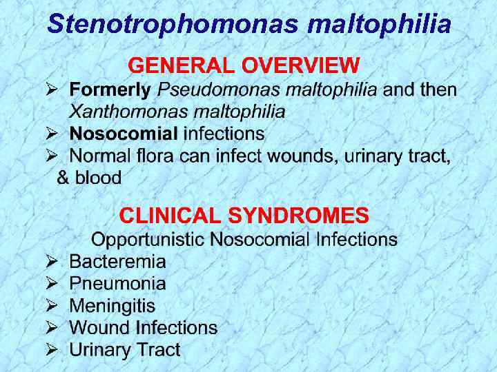 Stenotrophomonas maltophilia 