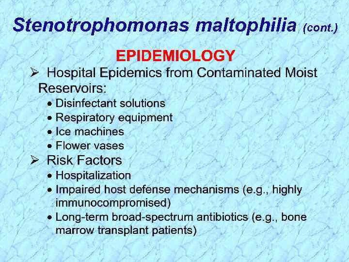 Stenotrophomonas maltophilia (cont. ) 