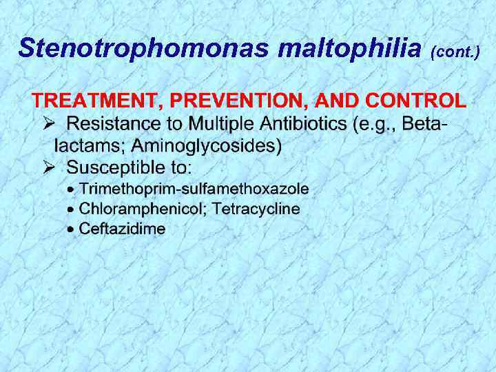 Stenotrophomonas maltophilia (cont. ) 