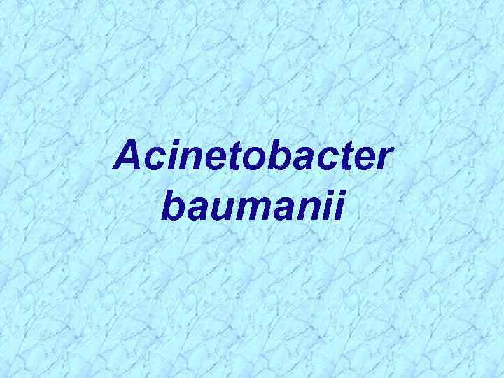 Acinetobacter baumanii 