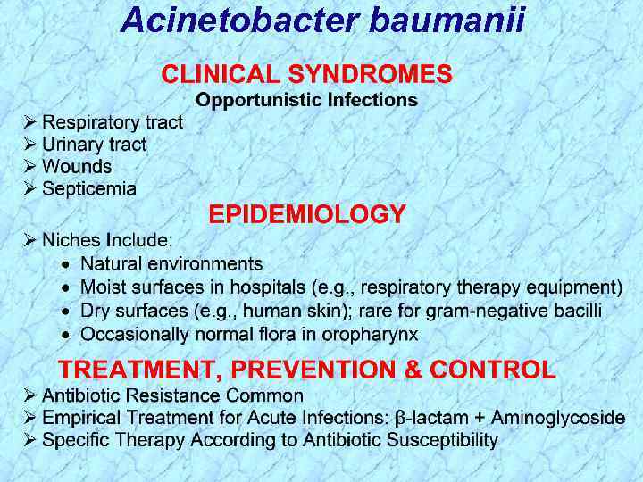 Acinetobacter baumanii 