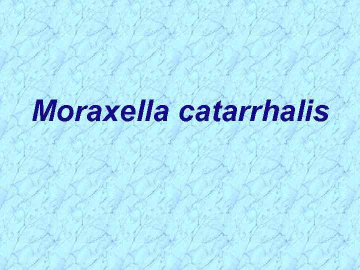 Moraxella catarrhalis 