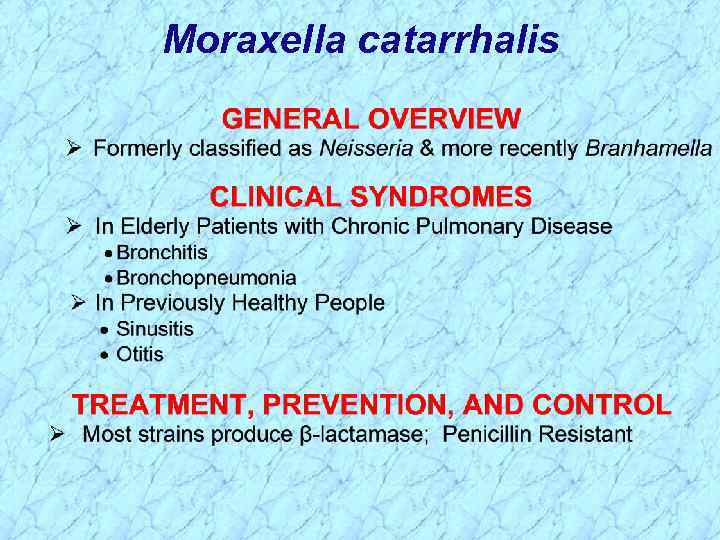 Moraxella catarrhalis 