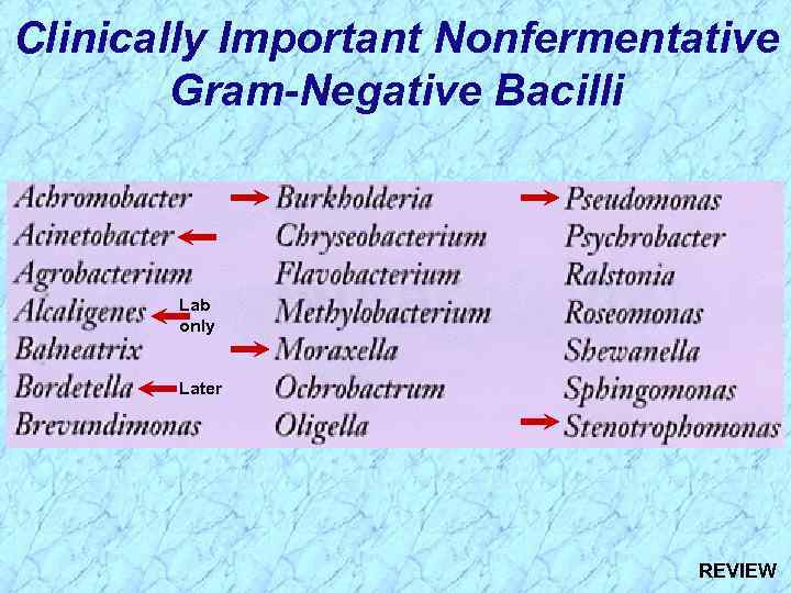 Clinically Important Nonfermentative Gram-Negative Bacilli Lab only Later REVIEW 