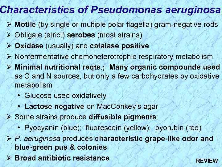 Characteristics of Pseudomonas aeruginosa Ø Ø Ø Motile (by single or multiple polar flagella)