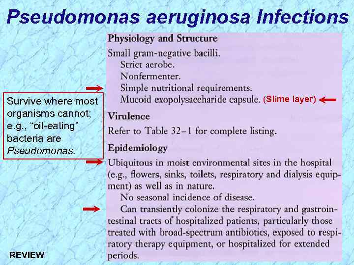 Pseudomonas aeruginosa Infections Survive where most organisms cannot; e. g. , “oil-eating” bacteria are