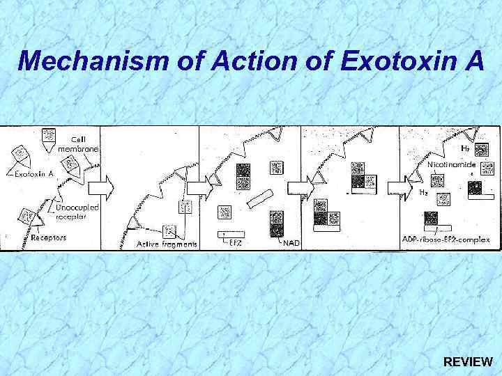 Mechanism of Action of Exotoxin A REVIEW 