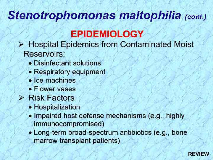 Stenotrophomonas maltophilia (cont. ) REVIEW 