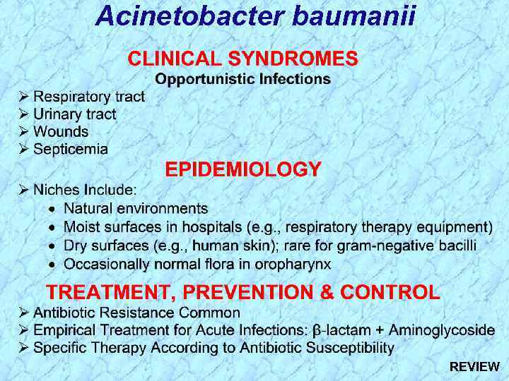 Acinetobacter baumanii REVIEW 