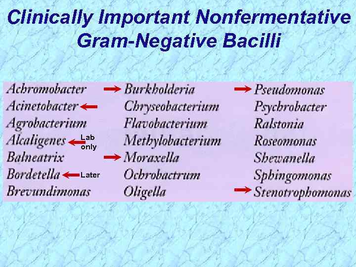 Clinically Important Nonfermentative Gram-Negative Bacilli Lab only Later 