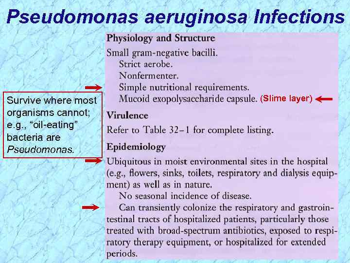 Pseudomonas aeruginosa Infections Survive where most organisms cannot; e. g. , “oil-eating” bacteria are