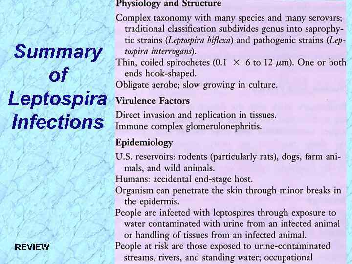 Summary of Leptospira Infections REVIEW 