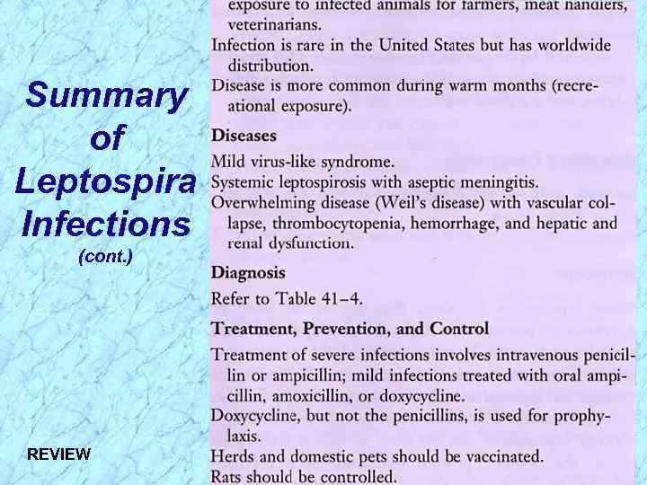 Summary of Leptospira Infections (cont. ) REVIEW 